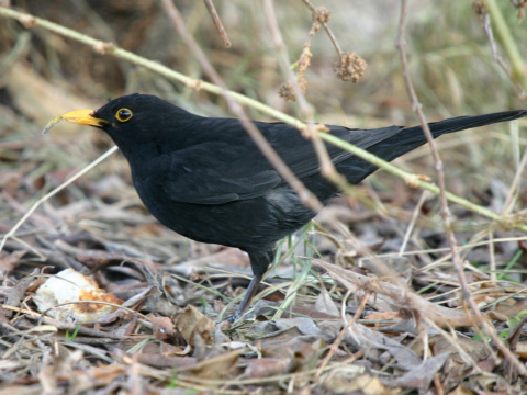 drozd �ierny
 (Turdus merula
)