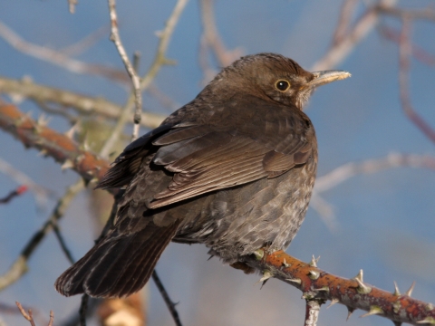 drozd �ierny
 (Turdus merula
)