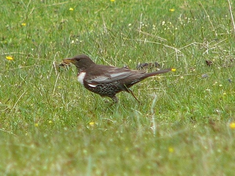 drozd kolohriv� / drozd kolohrivec
 (Turdus torquatus
)