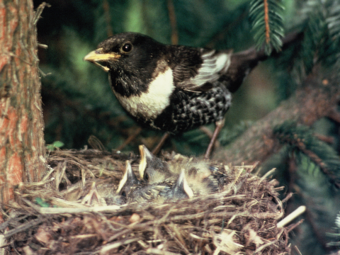 drozd kolohriv� / drozd kolohrivec
 (Turdus torquatus
)