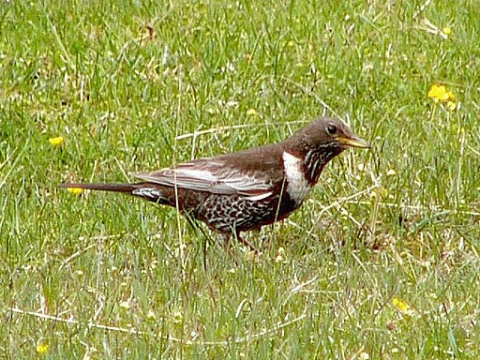 drozd kolohriv� / drozd kolohrivec
 (Turdus torquatus
)