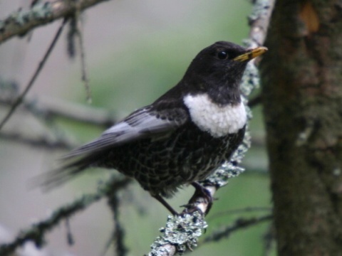 drozd kolohriv� / drozd kolohrivec
 (Turdus torquatus
)