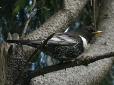 drozd kolohriv� / drozd kolohrivec
 (Turdus torquatus
)