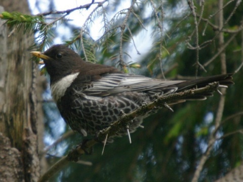 drozd kolohriv� / drozd kolohrivec
 (Turdus torquatus
)