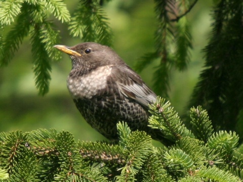 drozd kolohriv� / drozd kolohrivec
 (Turdus torquatus
)