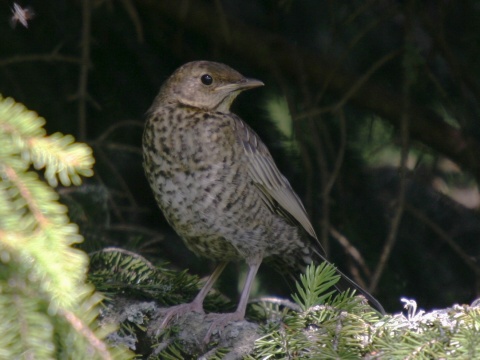 drozd kolohriv� / drozd kolohrivec
 (Turdus torquatus
)