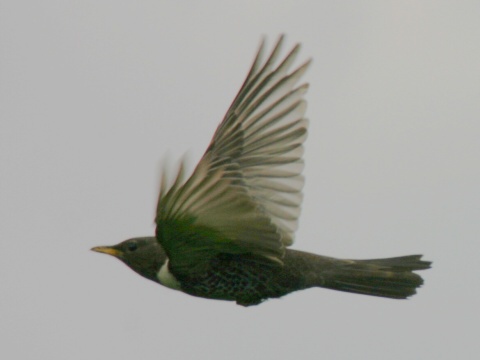 drozd kolohriv� / drozd kolohrivec
 (Turdus torquatus
)