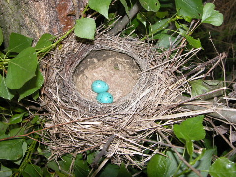drozd plav�
 (Turdus philomelos
)