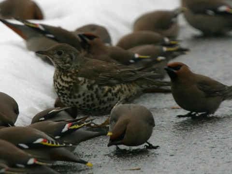 drozd trskotav� / drozd trskota
 (Turdus viscivorus
)