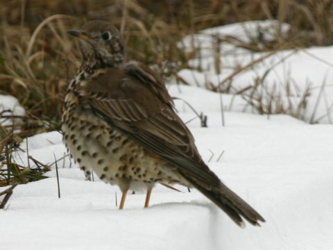 drozd trskotav� / drozd trskota
 (Turdus viscivorus
)