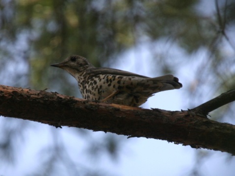 drozd trskotav� / drozd trskota
 (Turdus viscivorus
)