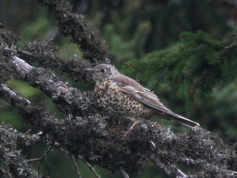 drozd trskotav� / drozd trskota
 (Turdus viscivorus
)