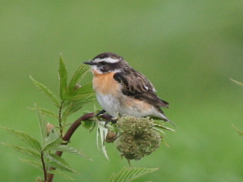 p�h�aviar �ervenkast�
 (Saxicola rubetra
)