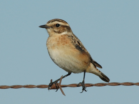p�h�aviar �ervenkast�
 (Saxicola rubetra
)