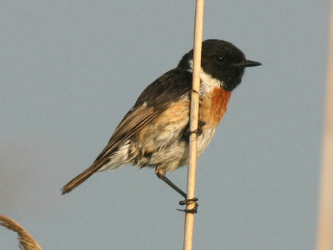 p�h�aviar �iernohlav�
 (Saxicola torquata
)