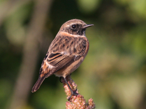 p�h�aviar �iernohlav�
 (Saxicola torquata
)