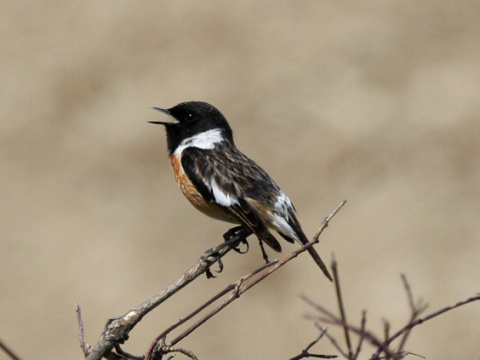 p�h�aviar �iernohlav�
 (Saxicola torquata
)