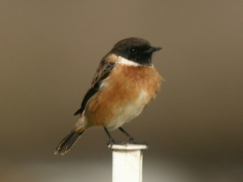 p�h�aviar �iernohlav�
 (Saxicola torquata
)