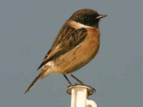 p�h�aviar �iernohlav�
 (Saxicola torquata
)
