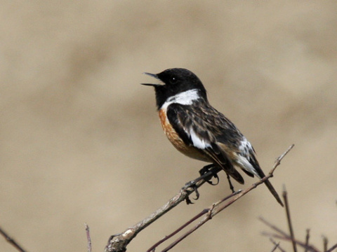p�h�aviar �iernohlav�
 (Saxicola torquata
)