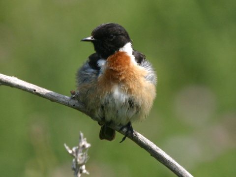 p�h�aviar �iernohlav�
 (Saxicola torquata
)