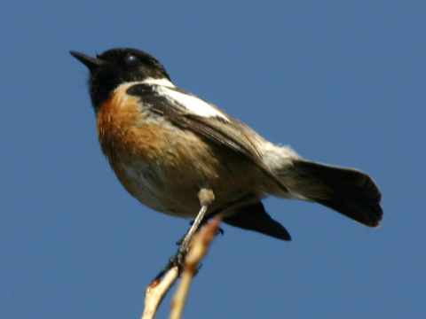 p�h�aviar �iernohlav�
 (Saxicola torquata
)