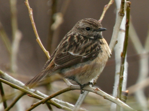 p�h�aviar �iernohlav�
 (Saxicola torquata
)