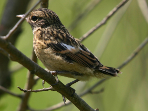 p�h�aviar �iernohlav�
 (Saxicola torquata
)