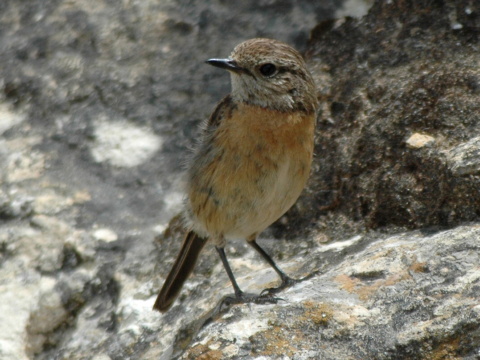 p�h�aviar �iernohlav�
 (Saxicola torquata
)