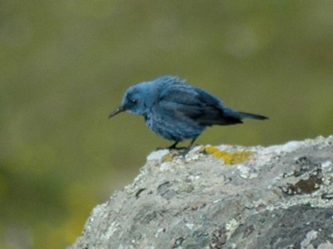 skaliar modr�
 (Monticola solitarius
)