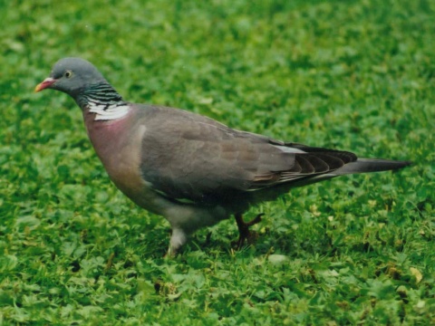 holub hrivn�k
 (Columba palumbus
)