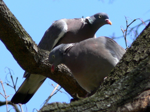 holub hrivn�k
 (Columba palumbus
)