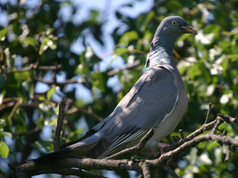 holub hrivn�k
 (Columba palumbus
)