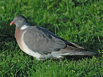 holub hrivn�k
 (Columba palumbus
)