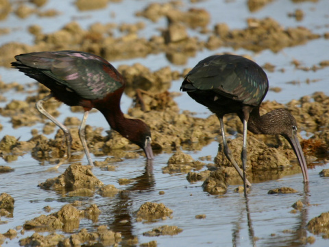 ibis hned� / ibisovec hned�
 (Plegadis falcinellus
)