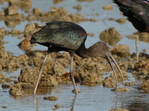 ibis hned� / ibisovec hned�
 (Plegadis falcinellus
)