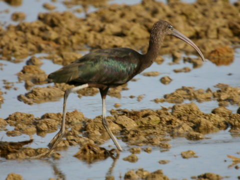 ibis hned� / ibisovec hned�
 (Plegadis falcinellus
)