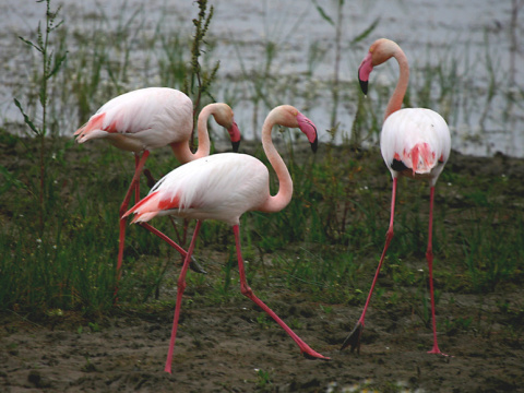 plameniak ru�ov�
 (Phoenicopterus ruber
)