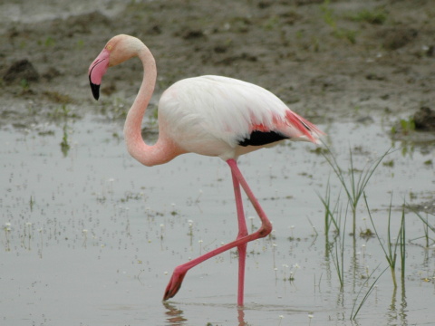 plameniak ru�ov�
 (Phoenicopterus ruber
)