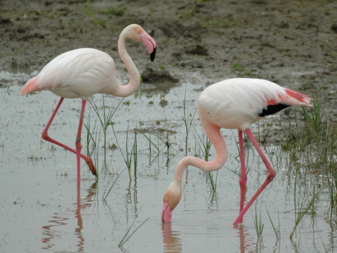 plameniak ru�ov�
 (Phoenicopterus ruber
)