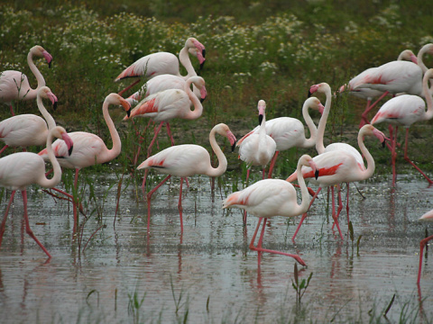 plameniak ru�ov�
 (Phoenicopterus ruber
)
