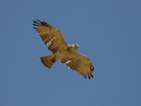 hadiar kr�tkoprst�
 (Circaetus gallicus
)