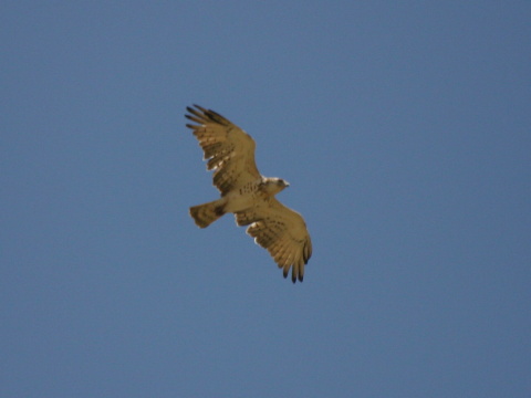 hadiar kr�tkoprst�
 (Circaetus gallicus
)