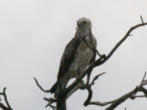 hadiar kr�tkoprst�
 (Circaetus gallicus
)