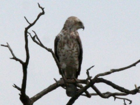 hadiar kr�tkoprst�
 (Circaetus gallicus
)