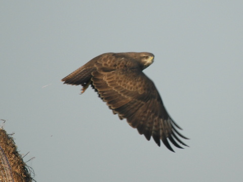my�iak lesn� / my�iak h�rny
 (Buteo buteo
)