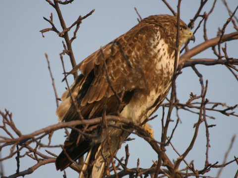 my�iak lesn� / my�iak h�rny
 (Buteo buteo
)