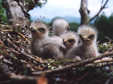 my�iak lesn� / my�iak h�rny
 (Buteo buteo
)