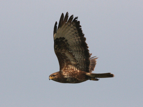 my�iak lesn� / my�iak h�rny
 (Buteo buteo
)
