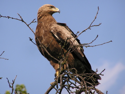 orol krik�av�
 (Aquila pomarina
)